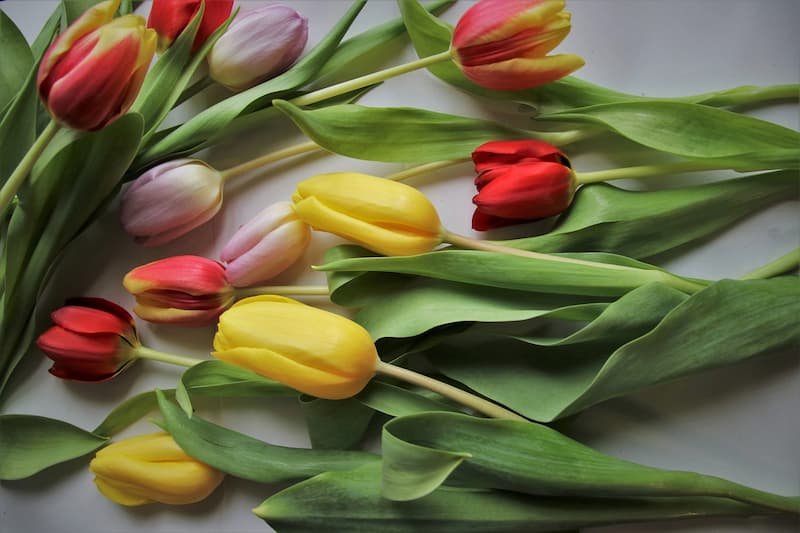 Farmgirl Flowers