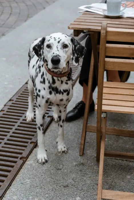 Dog Cafes