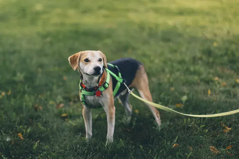 Improving Walk Time: The Benefits of a Dog Harness