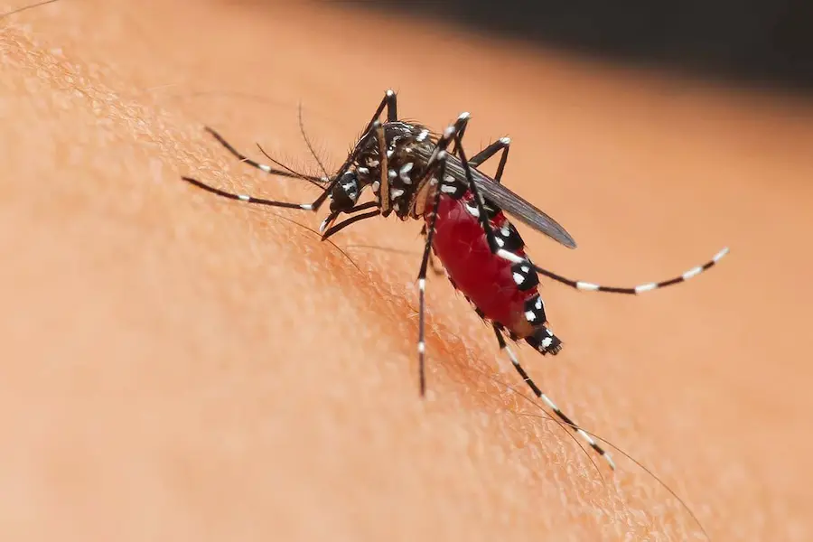 Mastering Mosquito Control: Effective Strategies and Essential Know-How