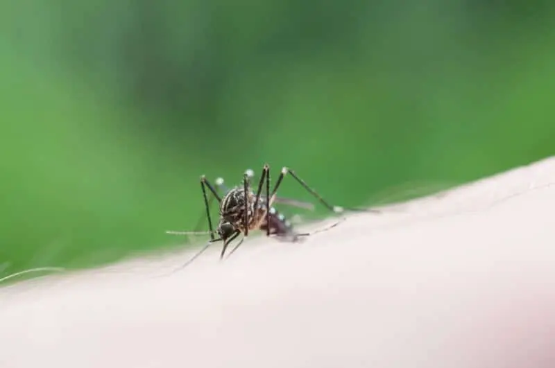 Integrative Approaches to Mosquito Management